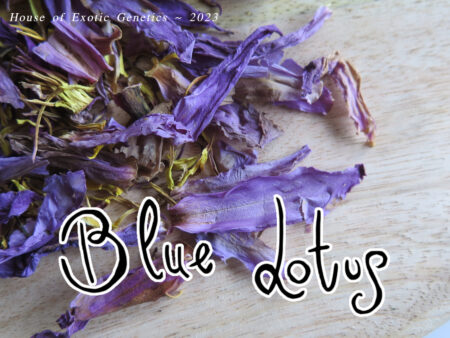 Blue Lotus - Nymphaea caerulea