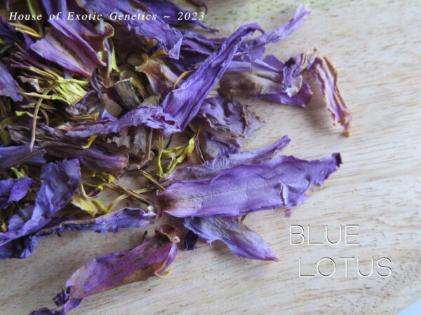 petals of blue lotus