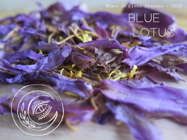 blue lotus dried flower buy now