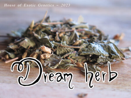 Dream Herb - Calea zacatechichi